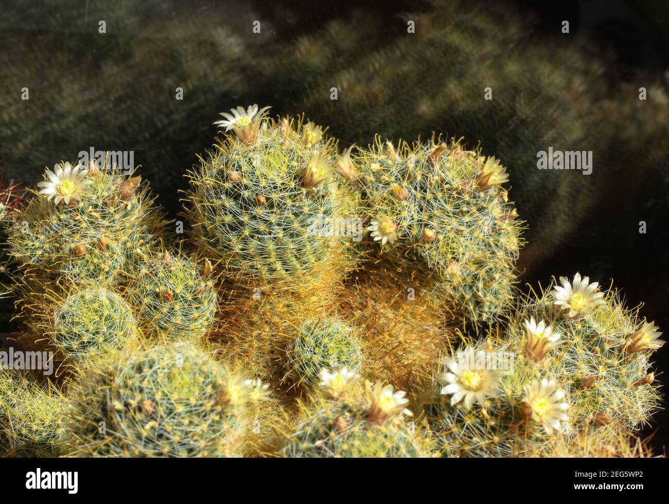 Flowering cactus Mammilaria elongata with white small flowers on black background. Growing flowers at home. Place for text Stock Photo