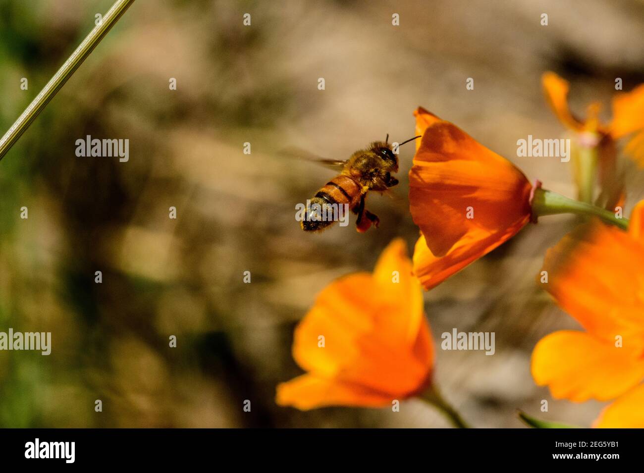 Pollen sac hi-res stock photography and images - Alamy