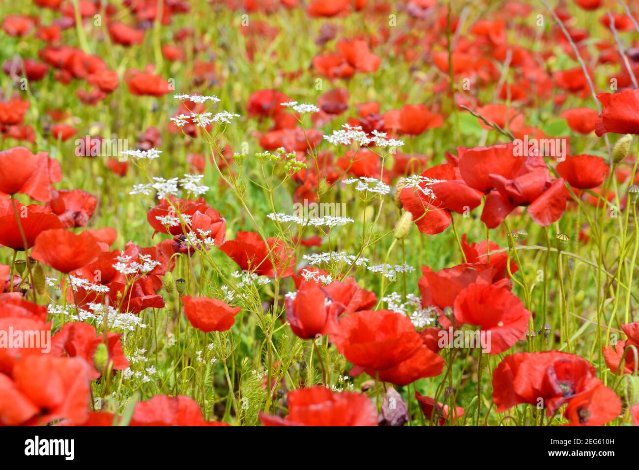 Common Poppies, Poppy Field, Papaver somniferum, & Cow Parsley, Anthriscus sylvestris, on Valensole Plateau Provence France Stock Photo