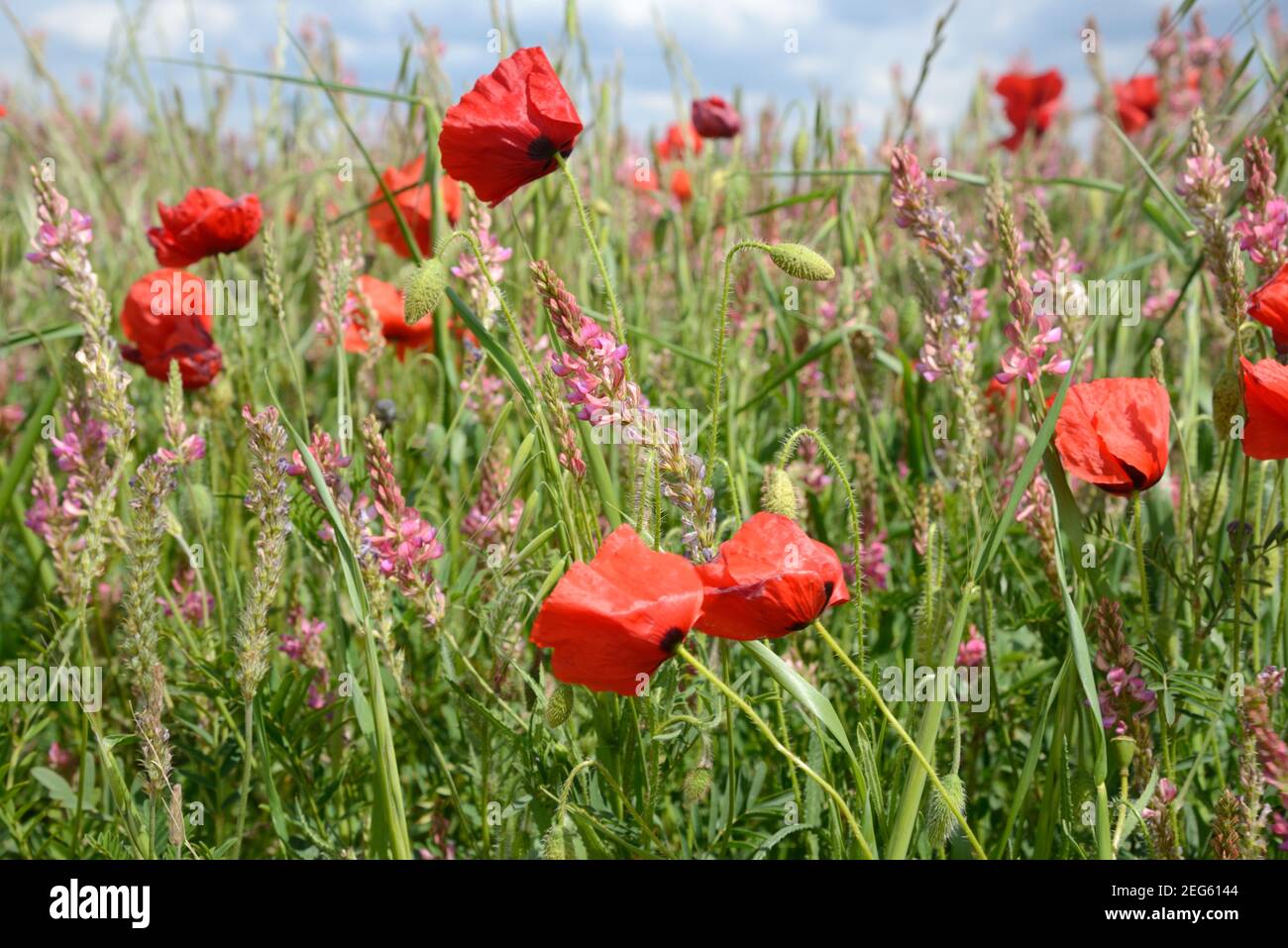 Field of Common Poppies, Papaver somniferum, and Common Sainfoin, Onobrychis viciifolia, Valensole Plateau Provence France Stock Photo