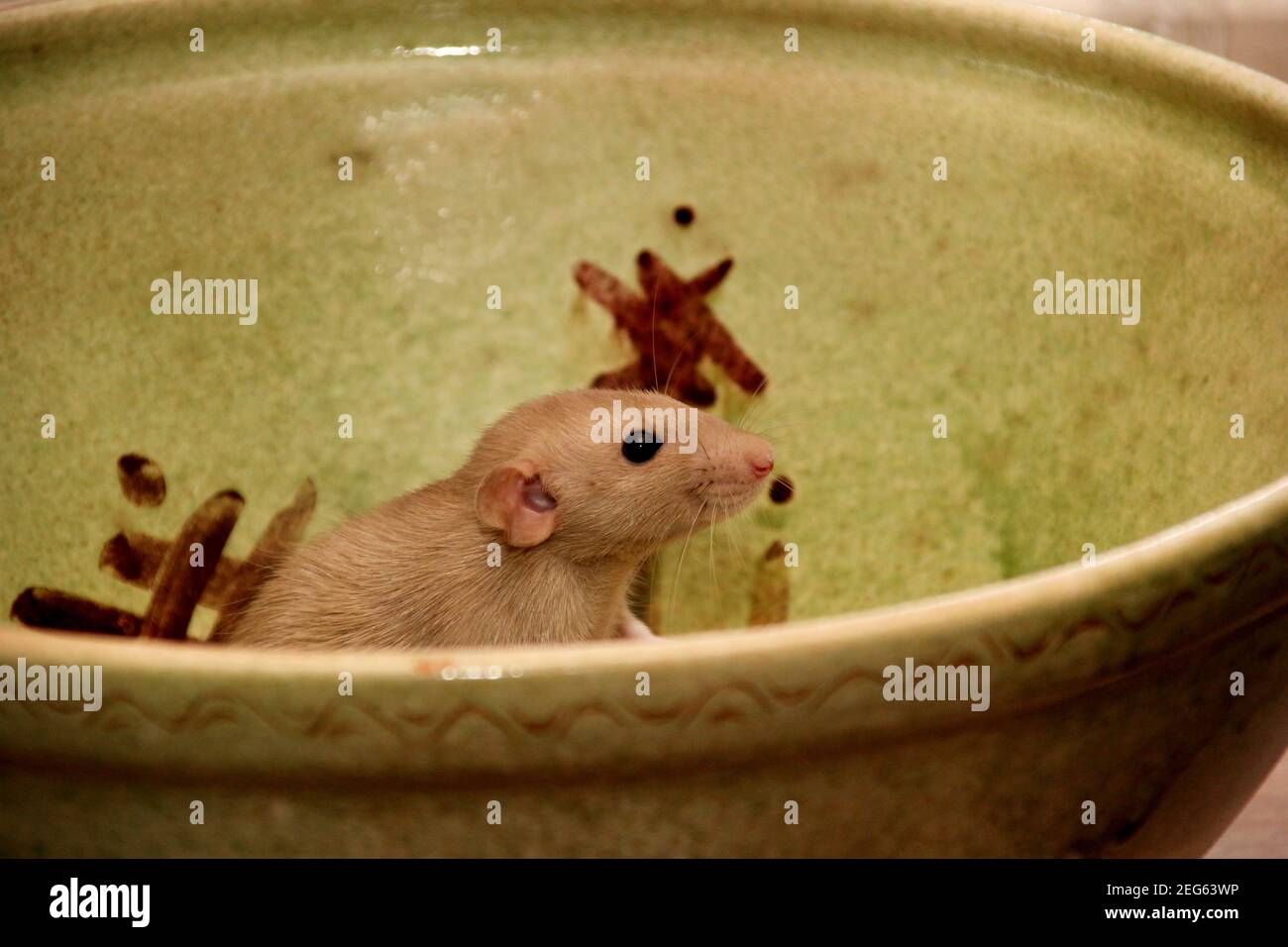 Funny brown rat are sitting on a large clay pot. The fancy rat is the domesticated form of Rattus norvegicus. Decorative house rat Stock Photo