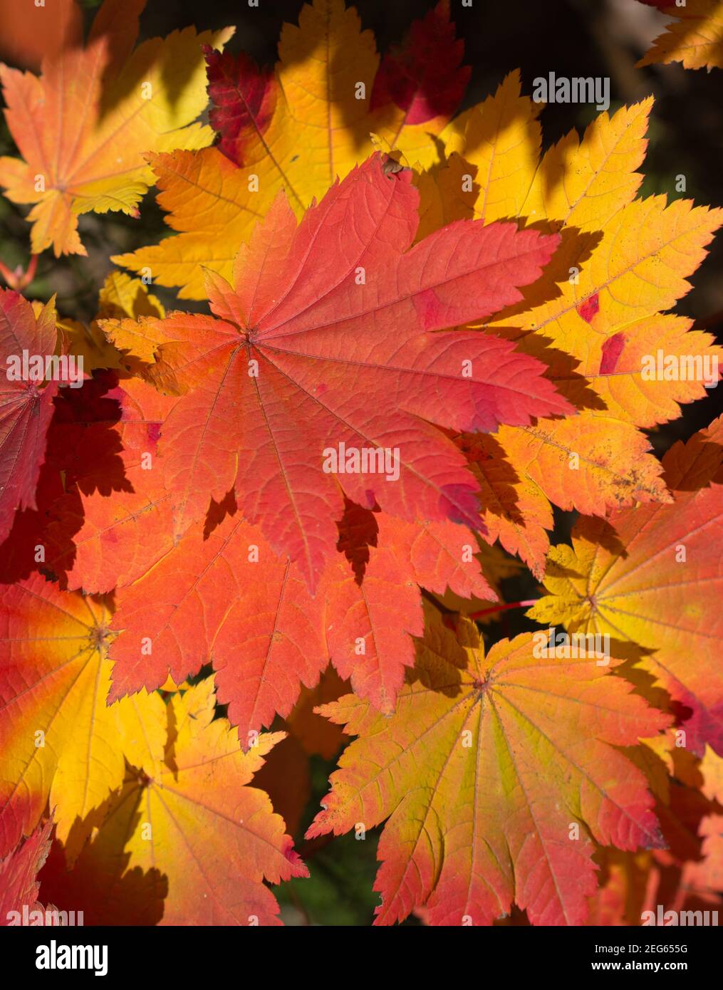 Orange and yellow maple leaves hi-res stock photography and images - Alamy