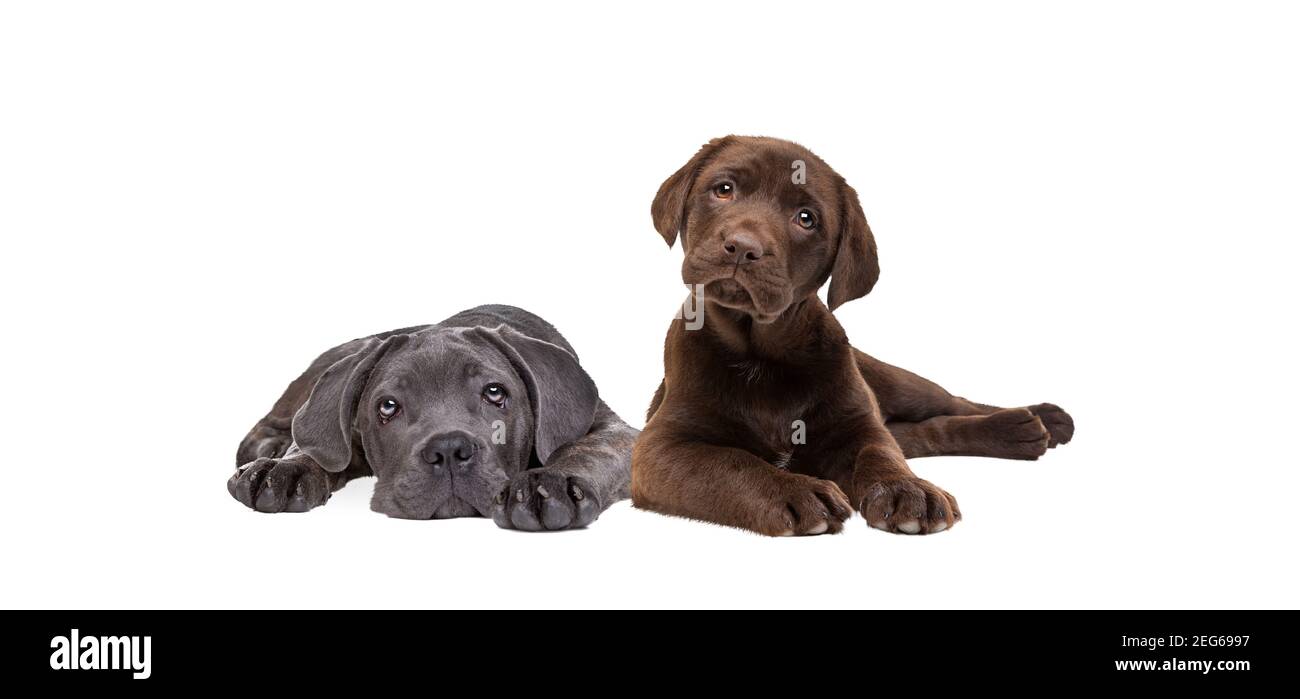 chocolate labrador and cane corso puppy isolated on a white background Stock Photo