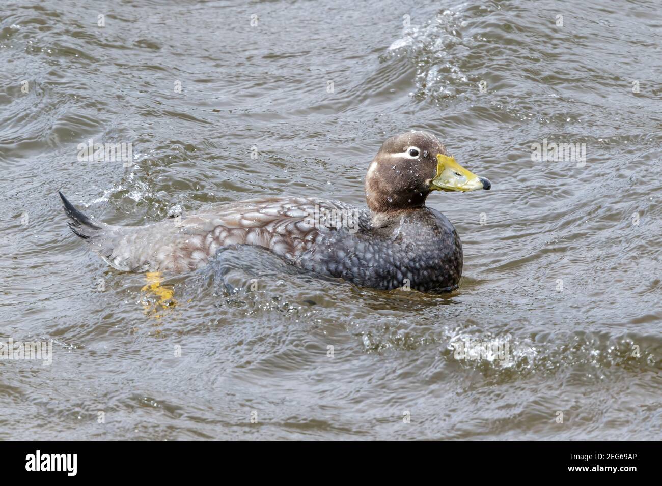 Falkland steamer duck, Tachyeres brachypterus, adult swimming on the