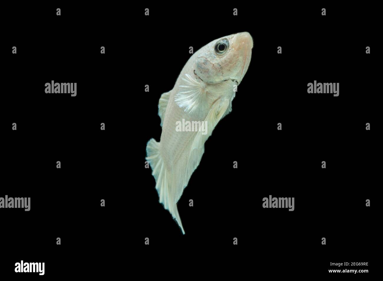 white platinum Betta fish,Siamese fighting fish,Betta splendens,on black background Stock Photo