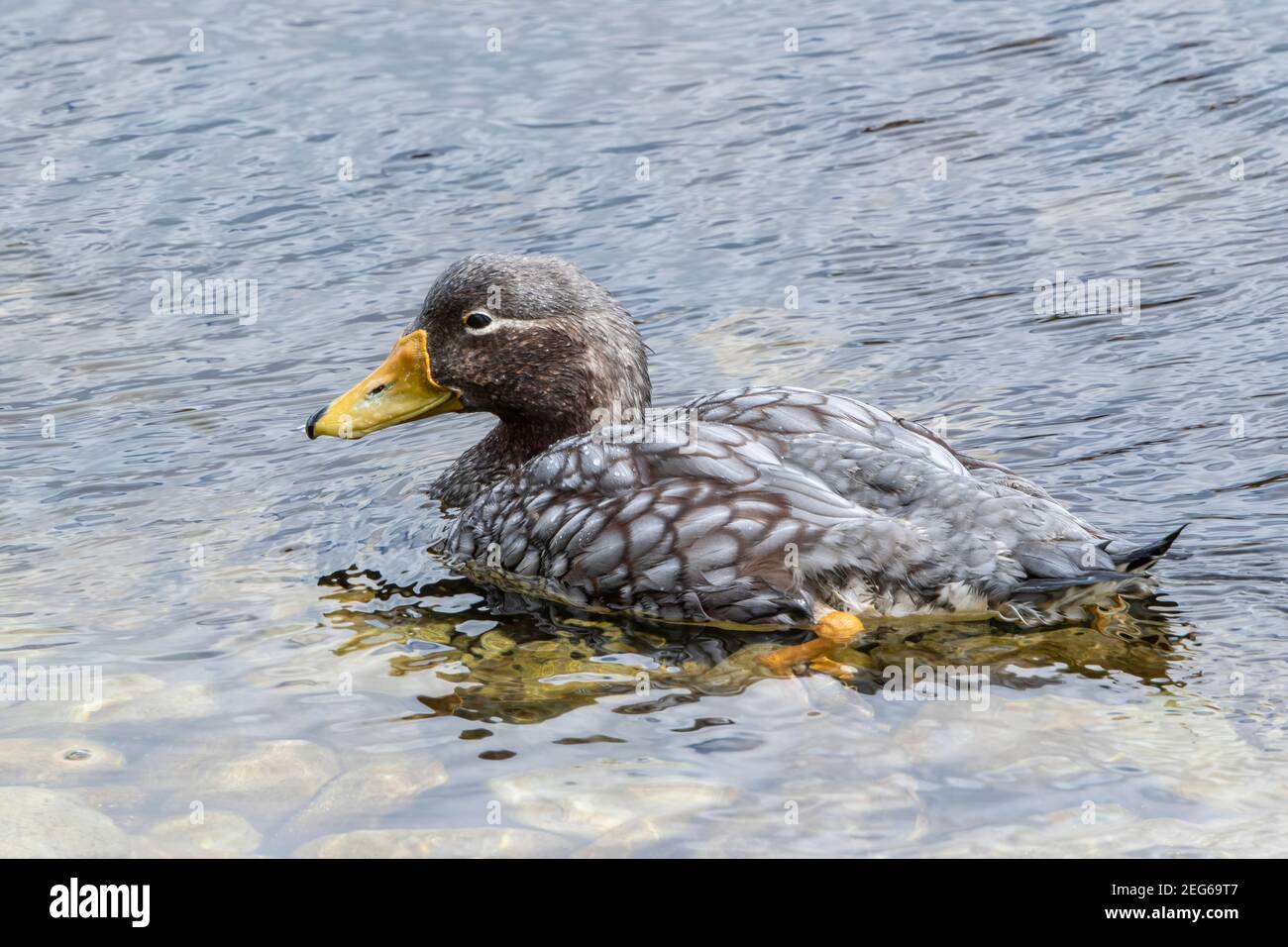 Falkland steamer duck, Tachyeres brachypterus, adult swimming on the