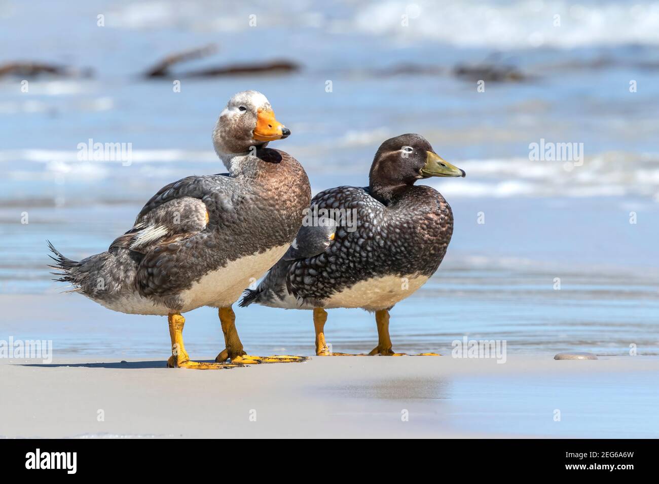 Falkland steamer duck, Tachyeres brachypterus, adult male and female