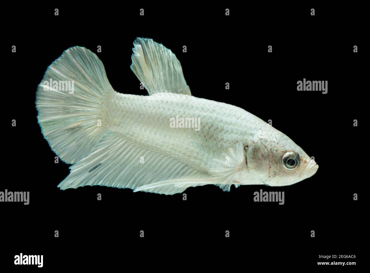 white platinum Betta fish,Siamese fighting fish,Betta splendens,on black background Stock Photo