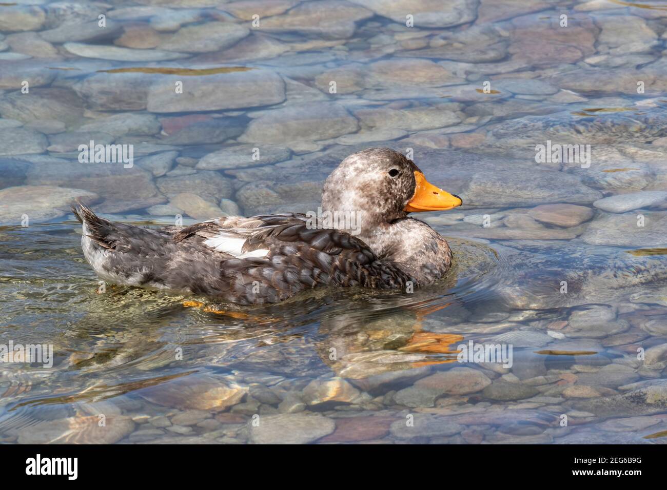 Falkland steamer duck, Tachyeres brachypterus, adult swimming on the