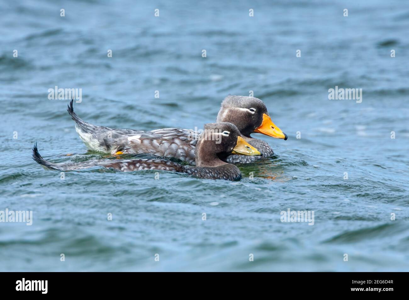 Falkland steamer duck, Tachyeres brachypterus, two adults swimming on