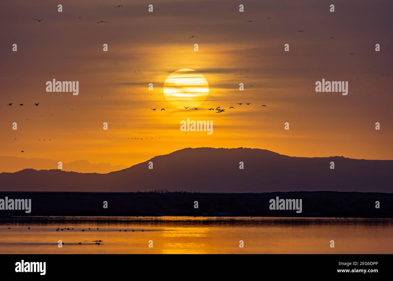 A flock of Tundra Swans (Cygnus columbianus) fly past the setting sun at Farmington Bay Waterfowl Management Area, Farmington, Davis County, Utah, USA. Stock Photo