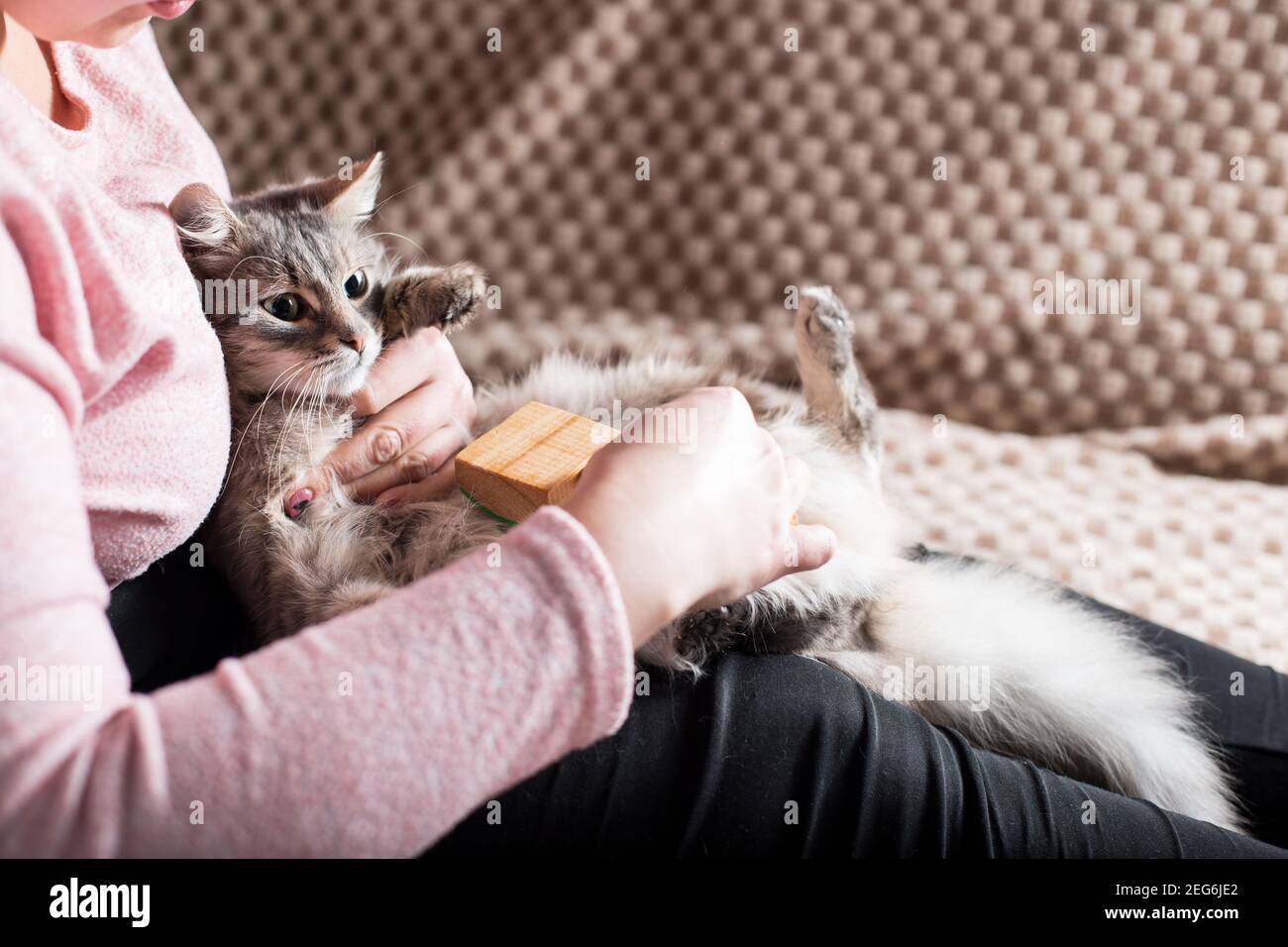 Young girl combing her cat with brush during molting Stock Photo Alamy