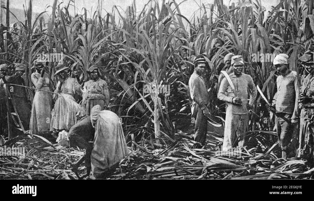 Early 20th century photo of Jamaican men and women working in sugar cane fields in the Blue Mountain region of Jamaica circa early 1900s during the period when the island was a British colony Stock Photo