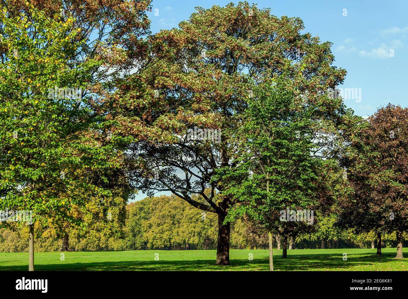 Hyde Park during the autumn fall in London England UK which is a public ...