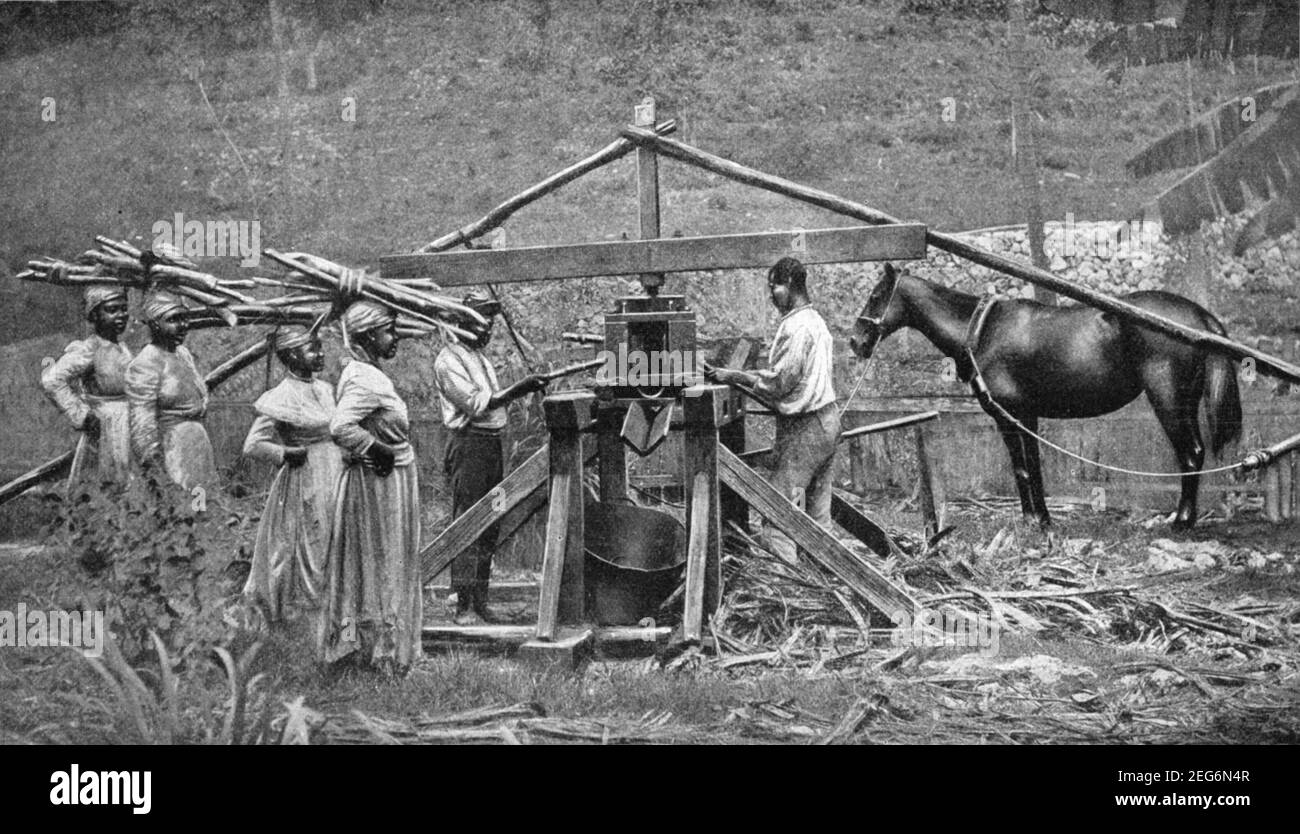 Early 20th century photo of Jamaican men and women working with a horse powered mill for crushing sugar cane in the sugar cane fields of Jamaica circa early 1900s during the period when the island was a British colony Stock Photo