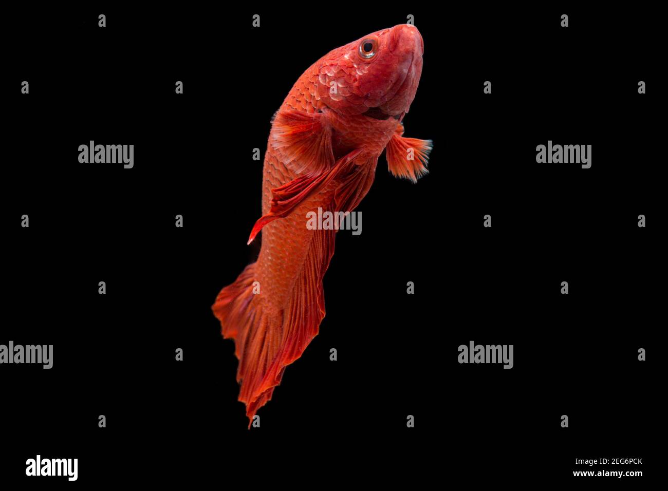Betta fish super red Halfmoon siamnese Fighting Fish Splendens on black background Stock Photo