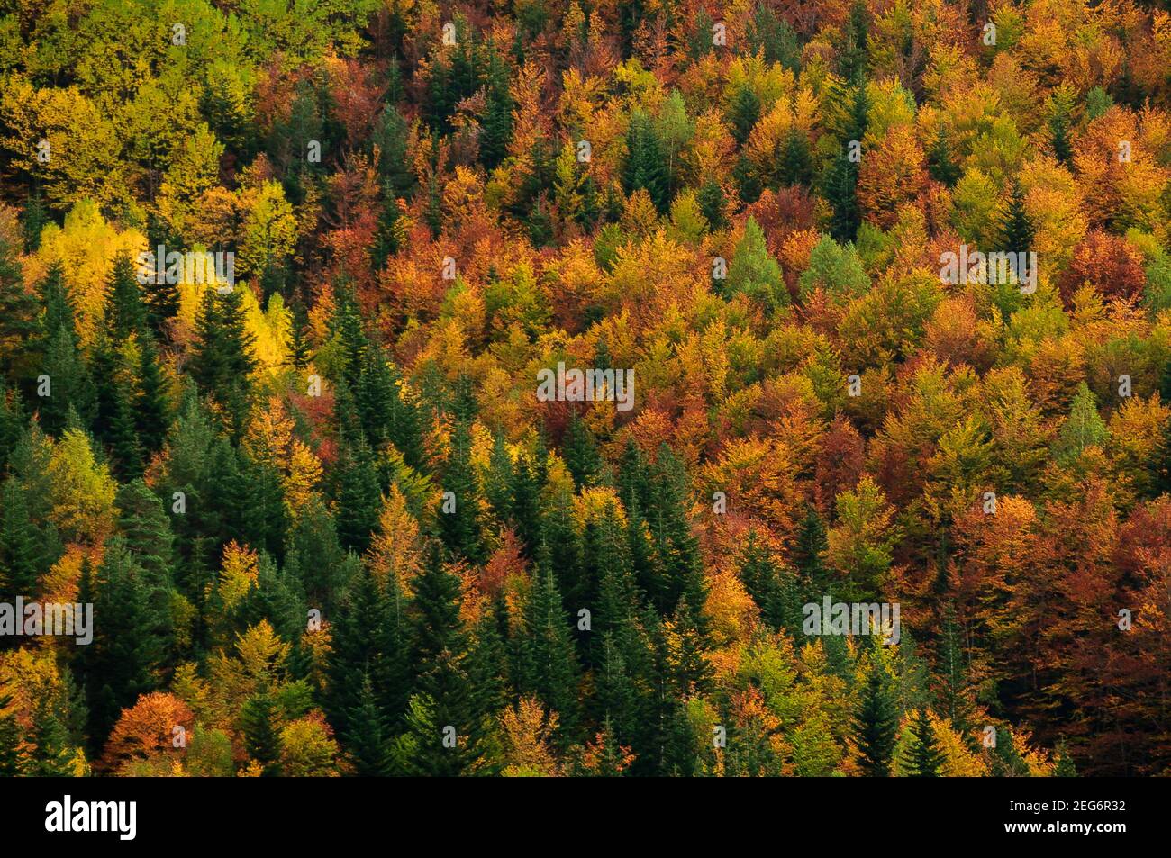 Bujaruelo valley in autumn (Ordesa and Monte Perdido NP, Pyrenees, Spain) ESP: Valle de Buajruelo en otoño, PN Ordesa y Monte Perdido, Aragón, Pirineo Stock Photo