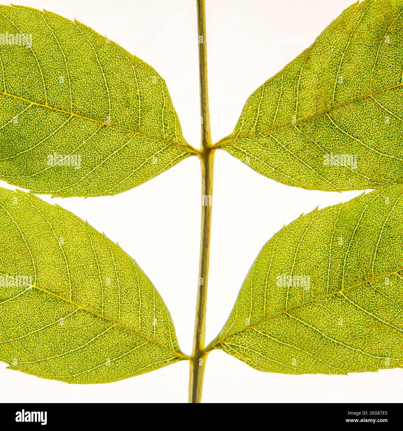 Transparent leaves Stock Photo