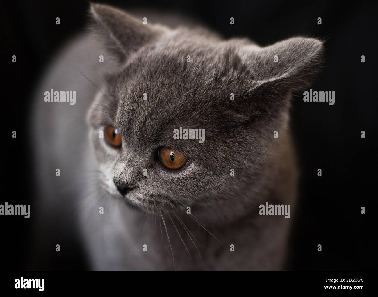 Grey British shorthair kitten close up Stock Photo