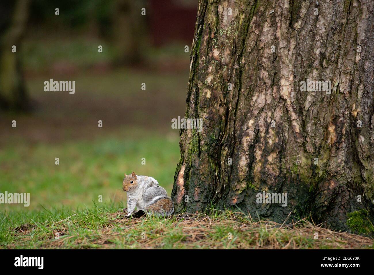 A squirrel scratches itself at Cannon Hill Park in Birmingham. Picture date: Thursday February 18, 2021. Stock Photo