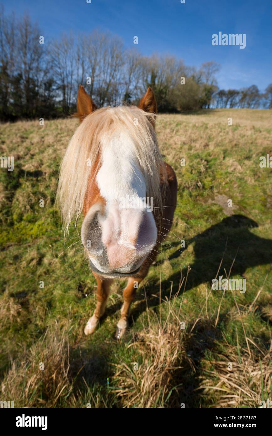 An adorable pony with its eyes covered by its long mane in a field near Bampton in the Exe Valley, Devon, England. Stock Photo