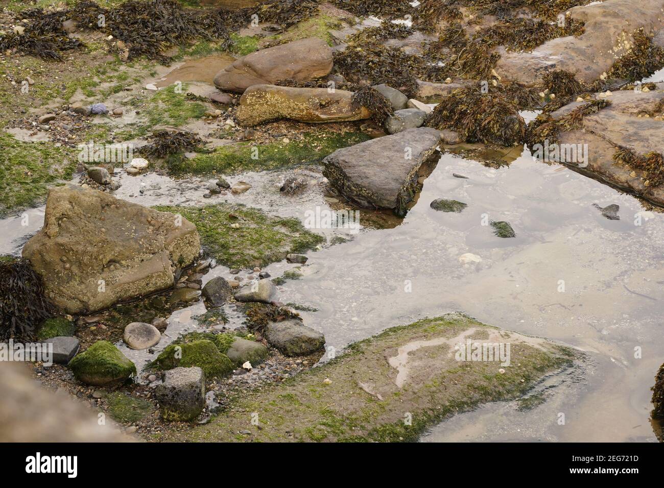 microcosm of sustainable life in a rock pool, natures work Stock Photo