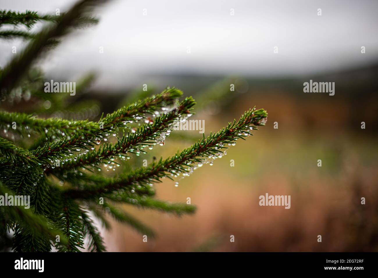 Morning dew and water droplets on a fir branch - water drops on a pine needle - concept of fresh nature and christmas - conifer tree with mist droplet Stock Photo