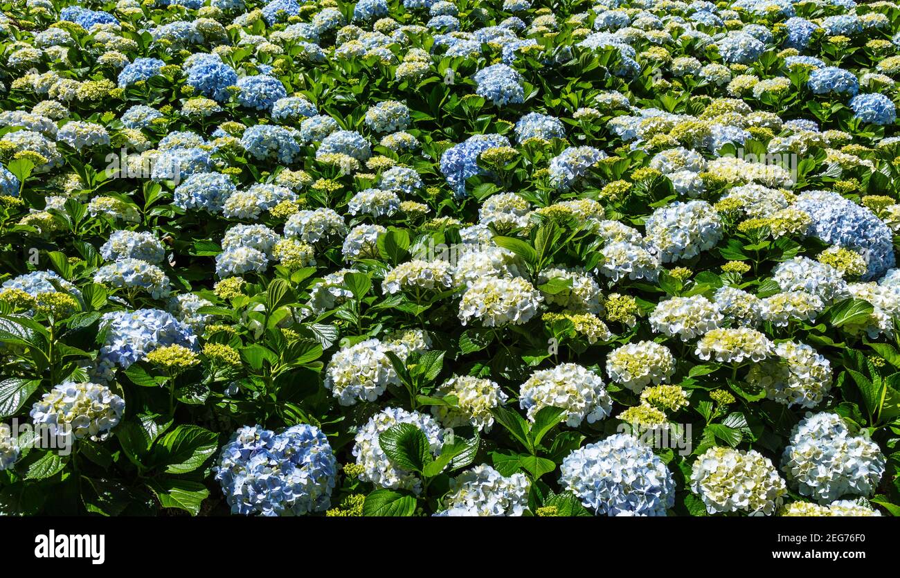 Top view of beautiful hydrangea flowers in a garden Stock Photo - Alamy