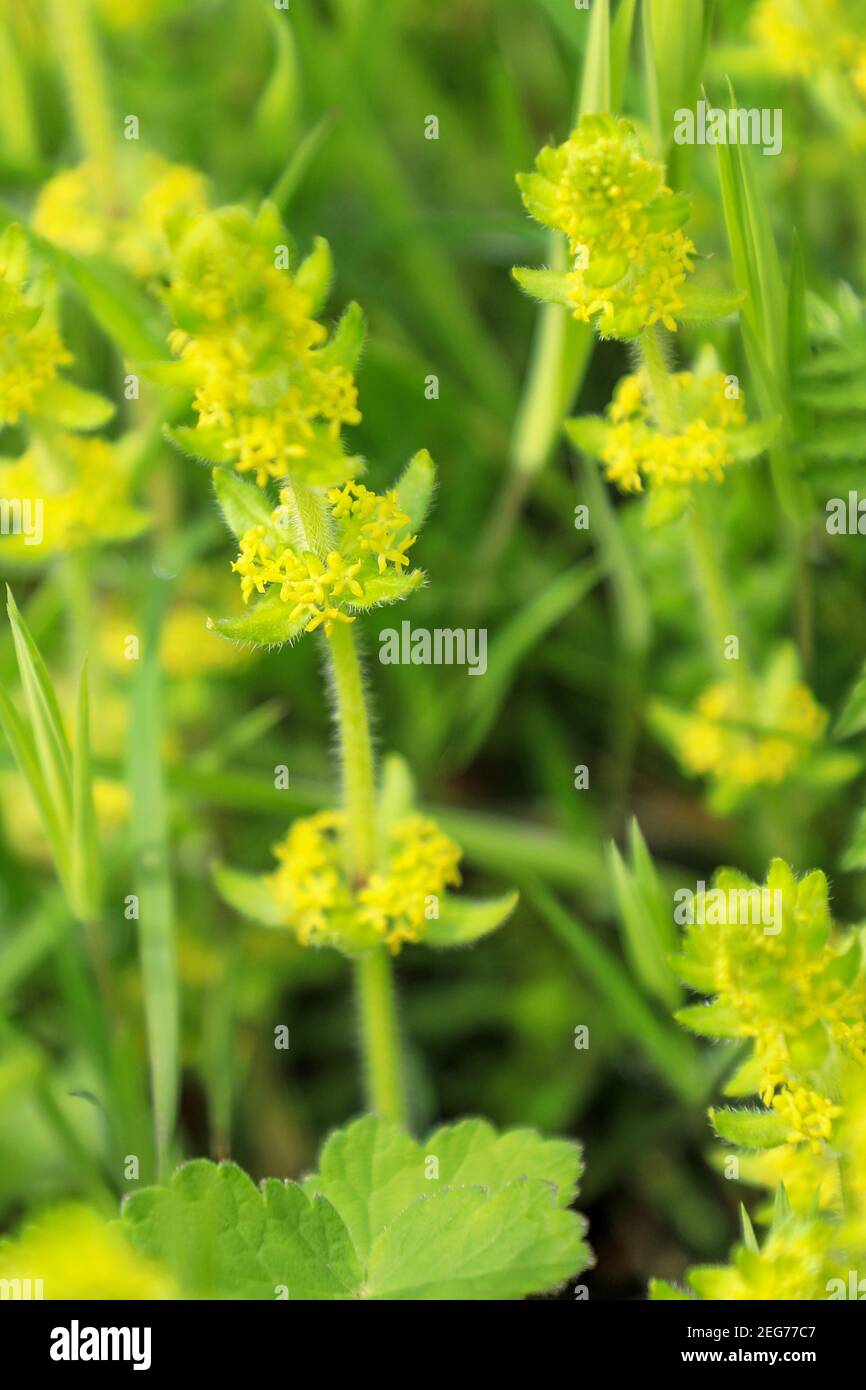 Cruciata laevipes is a species of flowering plant in the family Rubiaceae, commonly known as crosswort or smooth bedstraw, Derbyshire, England, UK Stock Photo