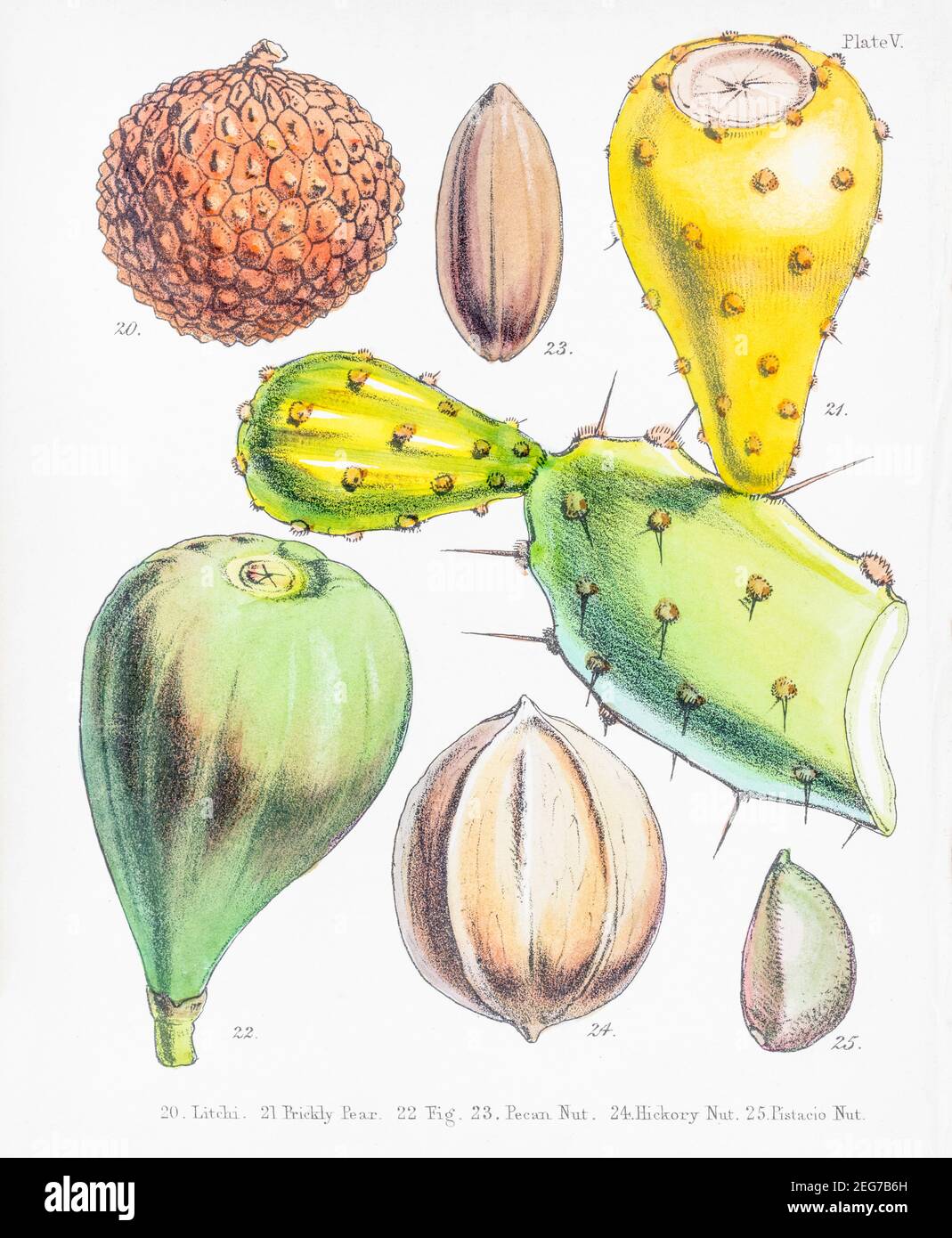 19th c. hand-painted Victorian botanical illustration of Lychee & Prickly Pear plants + Pecan, Hickory / Carya, Pistachio nuts. Economic botany. Stock Photo