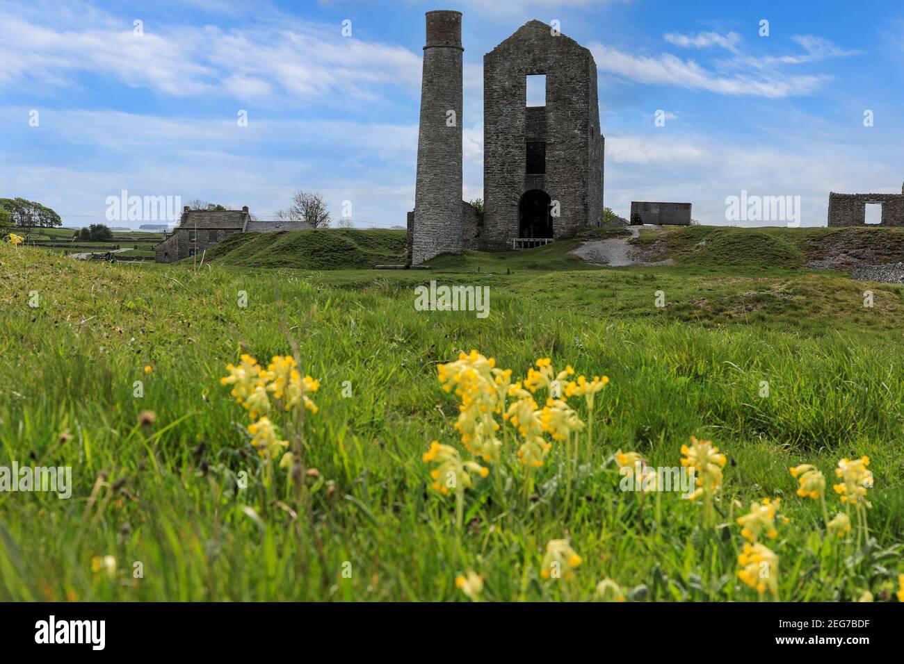 Wild cowslip flowers in front of the Engine House at the Magpie Mine, a well-preserved disused lead mine, Sheldon, Derbyshire, England, UK Stock Photo