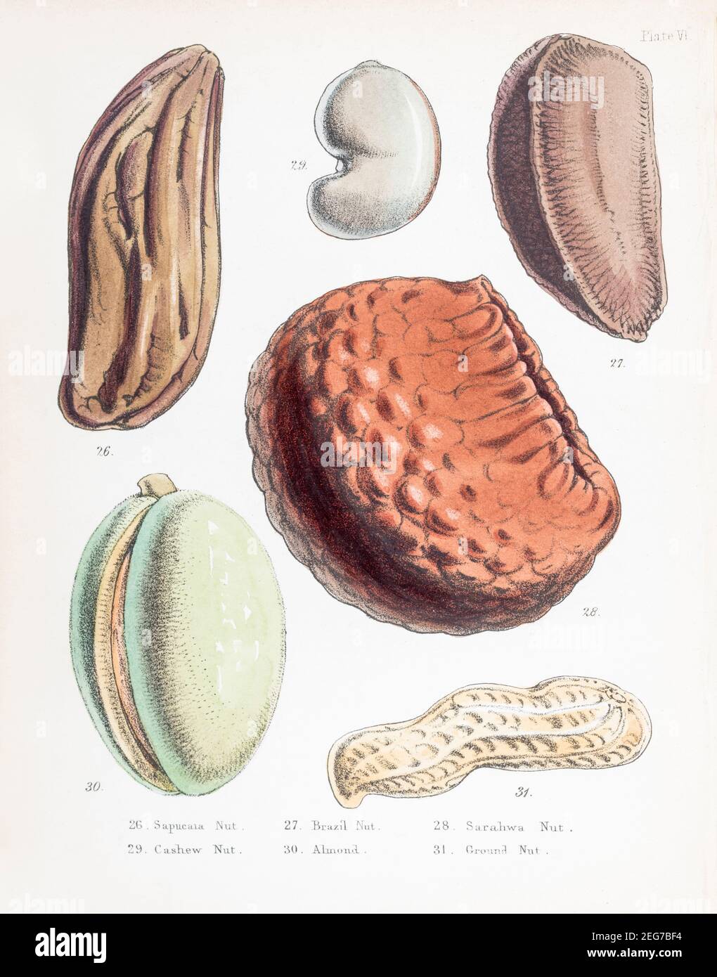 19th c. hand-painted Victorian botanical illustration of Sapucaia, Brazil, Surahwa, Cashew / Anacardium occidentale, Almond and Ground nuts. See notes Stock Photo
