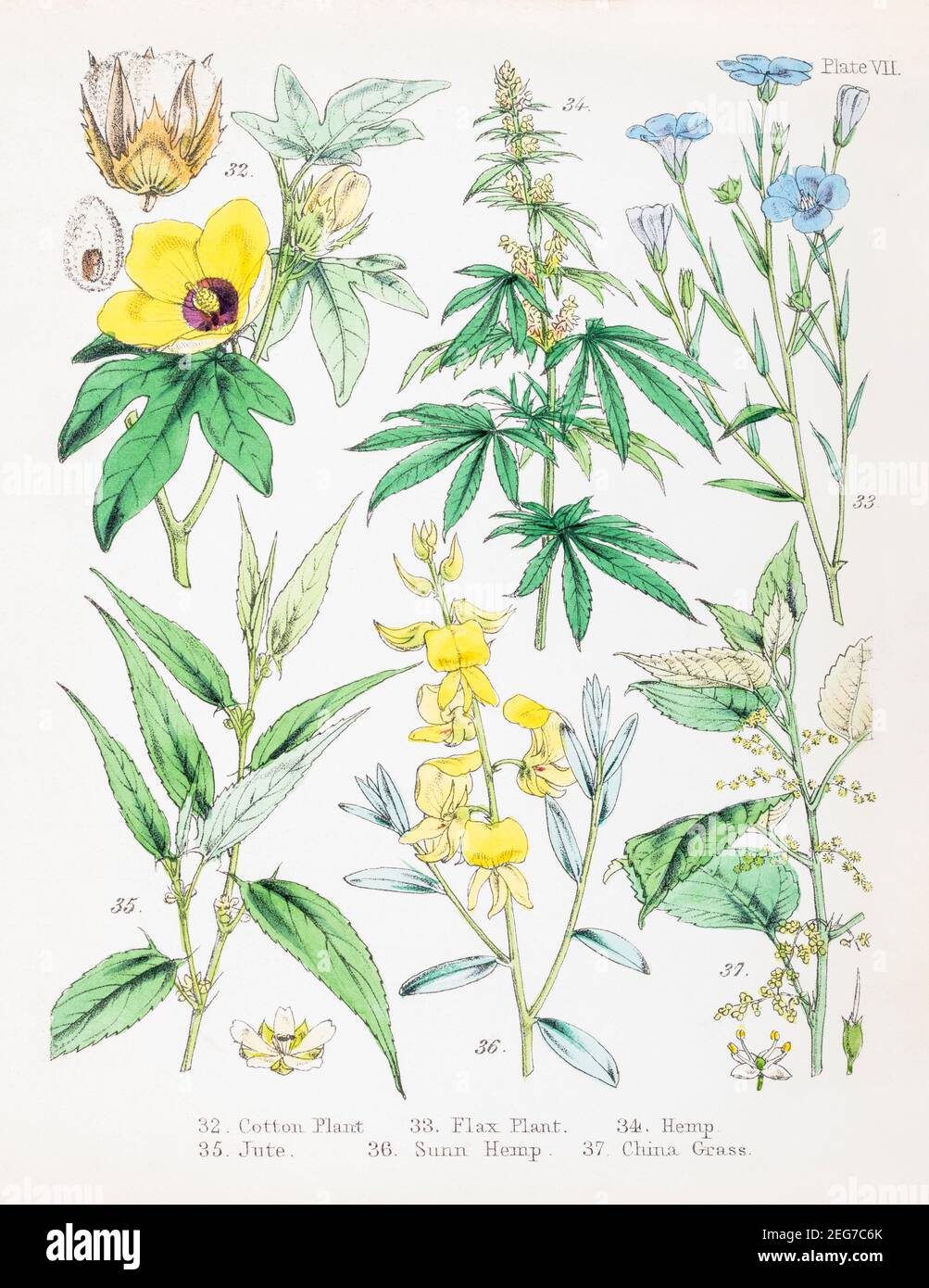 19th c. hand-painted Victorian botanical illustration of Cotton, Flax, Hemp, Jute, Sun Hemp & China Grass plants. Economic plants. See notes. Stock Photo