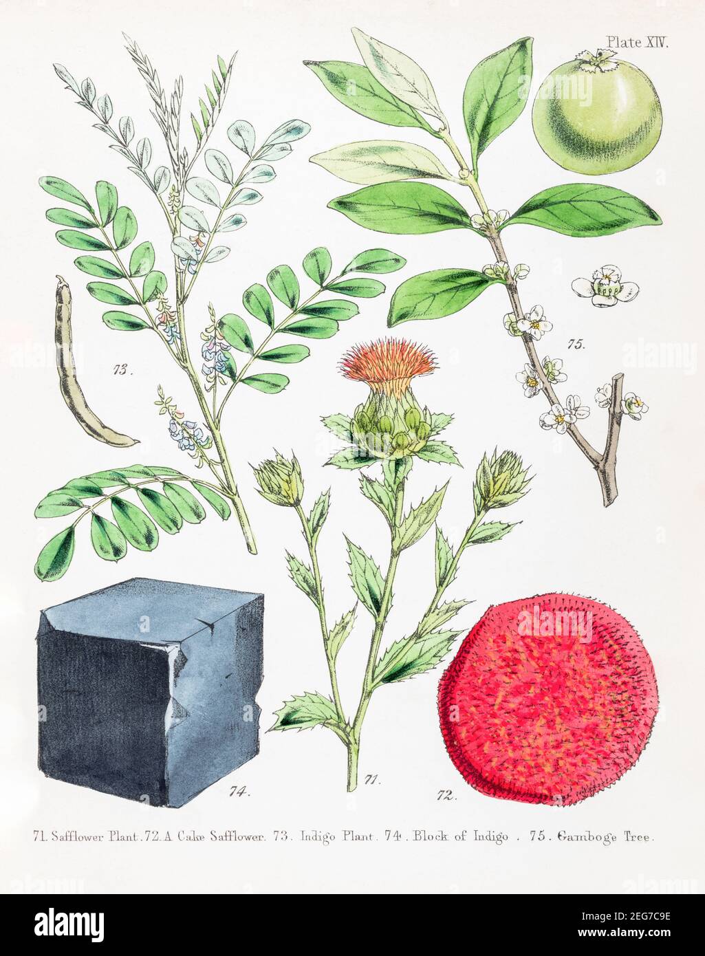 19th c. hand-painted Victorian illustration of Safflower / Carthamus tinctorius, Indigo plant / Indigofera tinctoria & Gamboge tree. Plant dyes. Stock Photo