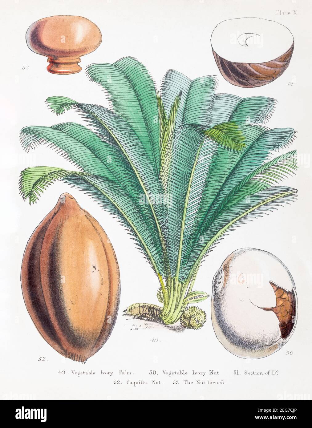 19th c. hand-painted Victorian botanical illustration of Vegetable Ivory / Tagua nut & Coquilla nut. Economic botany plants. See notes. Stock Photo