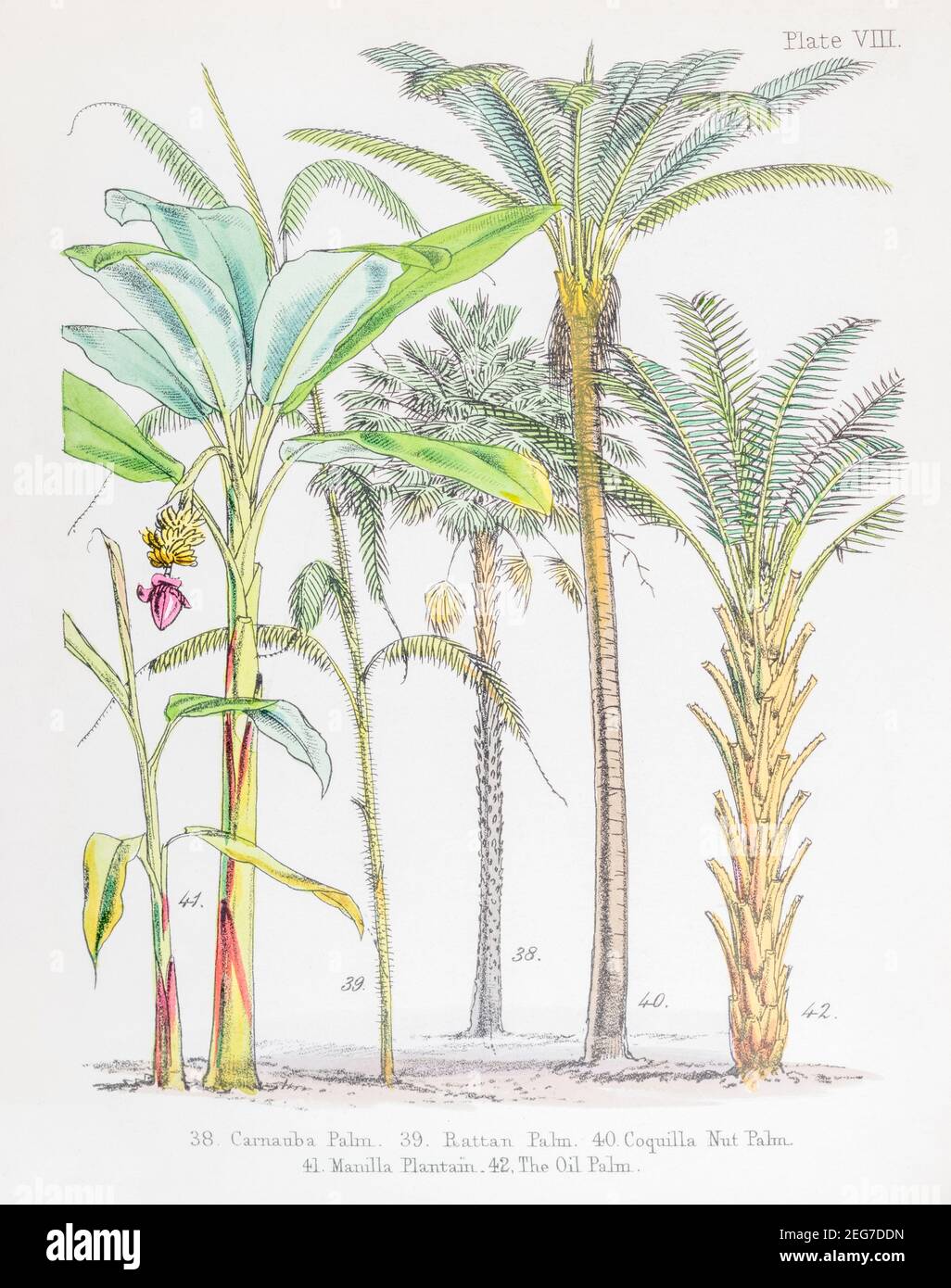 19th c. hand-painted Victorian botanical illustration of Carnauba Wax Palm, Rattan, Coquilla nut Palms, Manilla Plantain & Oil Palm. See notes. Stock Photo