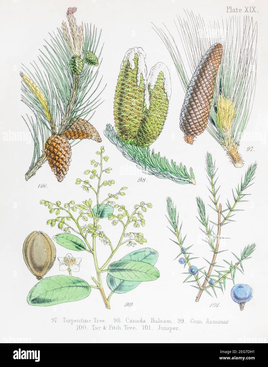 19th c. hand-painted Victorian botanical illustration of Turpentine tree, Canada Balsam, Gum dammar / Agathis australis, Tar & Pitch tree & Juniper. Stock Photo