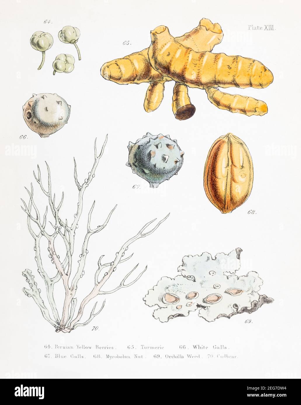 19th c. hand-painted Victorian illustration of Persian Yellow Berries / Rhamnus saxatilis, Turmeric plant / Curcuma longa, Myrobalan, Orchella Weed. Stock Photo