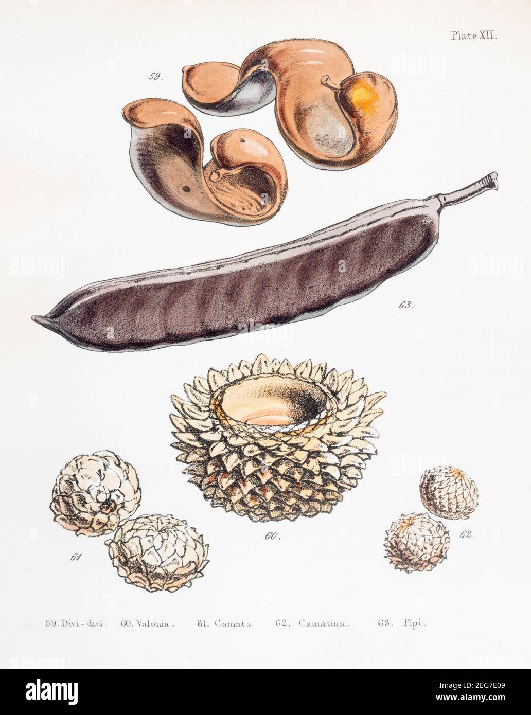 19th c. hand-painted Victorian illustration of Divi-divi / Caesalpinia coriaria, Valonia / Quercus aegilops & Pipi pods / Caesalpinia papai. See notes Stock Photo