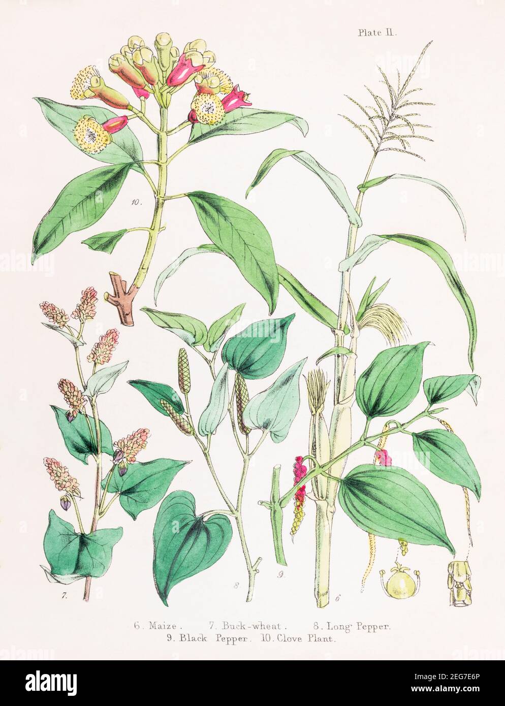 19th c. hand-painted Victorian botanical illustration of Maize, Buck-wheat, Long Pepper, Black Pepper & Clove plants. Spice plants. See notes. Stock Photo