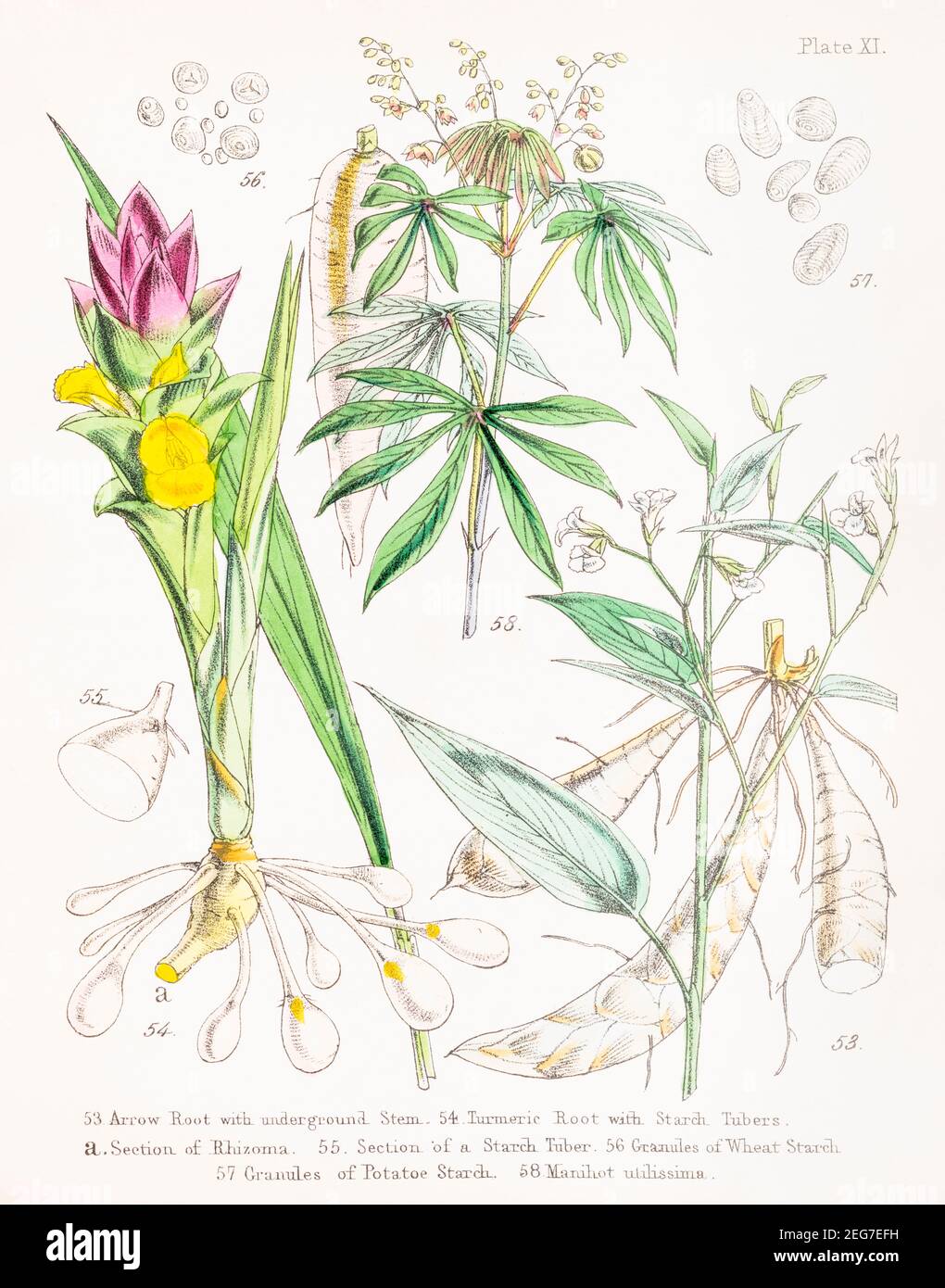 19th c. hand-painted Victorian botanical illustration of Arrow Root & Turmeric, Wheat & Potato starch grains, Cassava / Manihot utilissima. See notes. Stock Photo