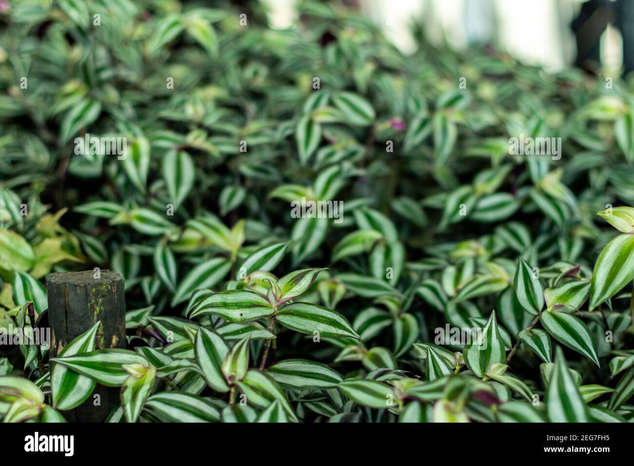 Tradescantia zebrina wandering jew indoor plants growing in large ...