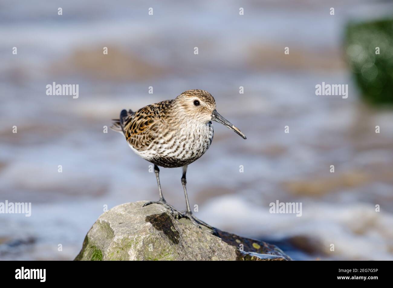 Study on birds in hi-res stock photography and images - Alamy