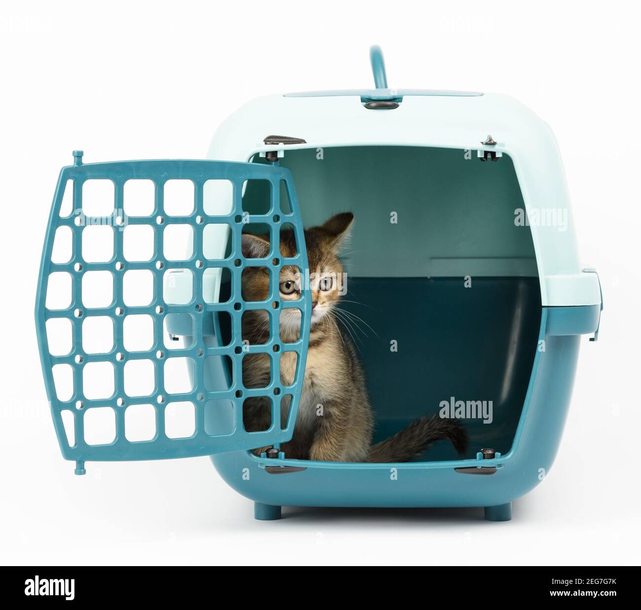 large plastic carrier cage for cats and dogs on white background