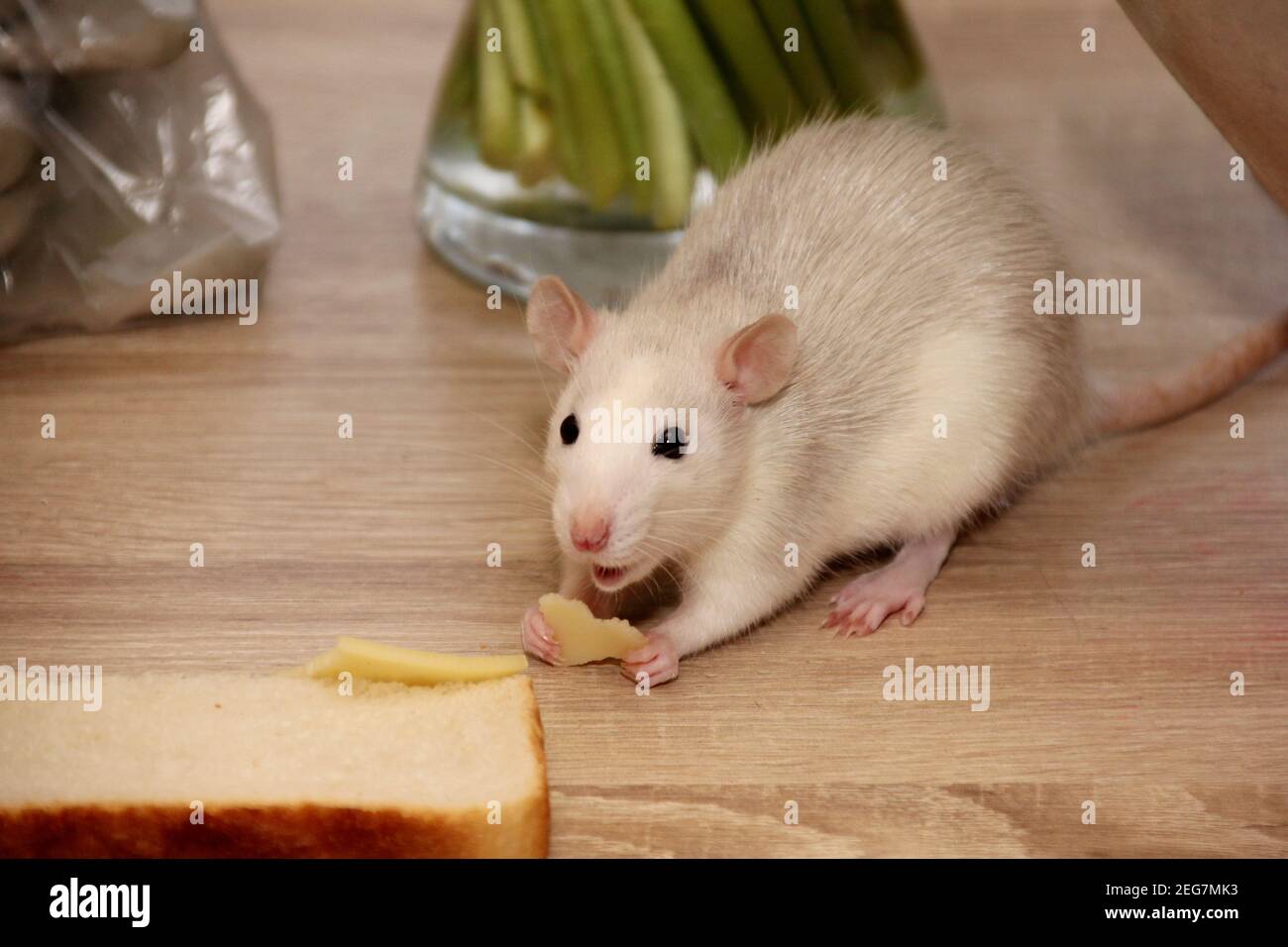 Close up of rat's face hi-res stock photography and images - Page 4 - Alamy Close up of rat's face hi-res stock photography and images - Page 4 - Alamy