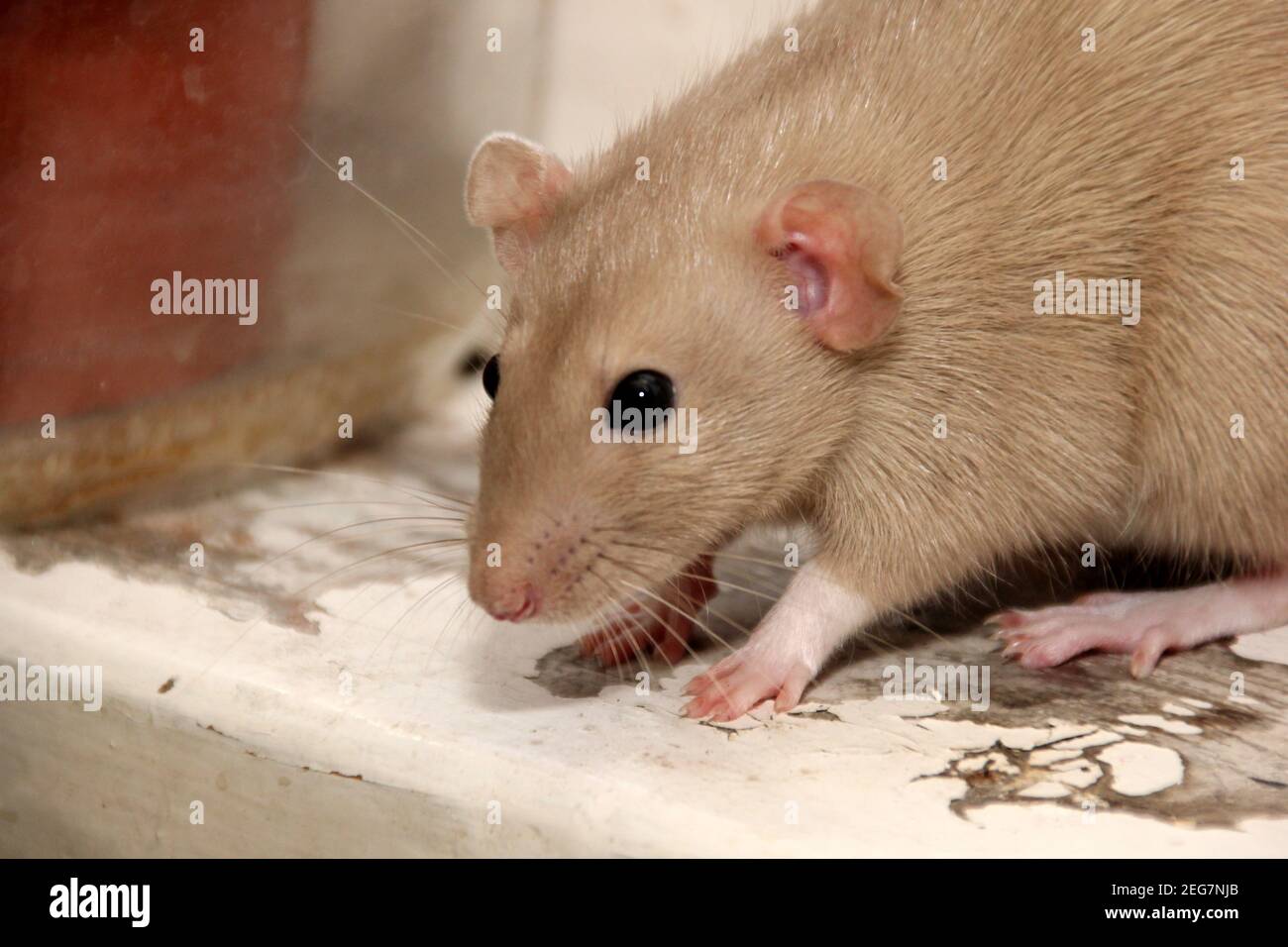 Funny brown rat are sitting in large clay pot and eat bread. The fancy rat is the domesticated form of Rattus norvegicus. Decorative house rat Stock Photo