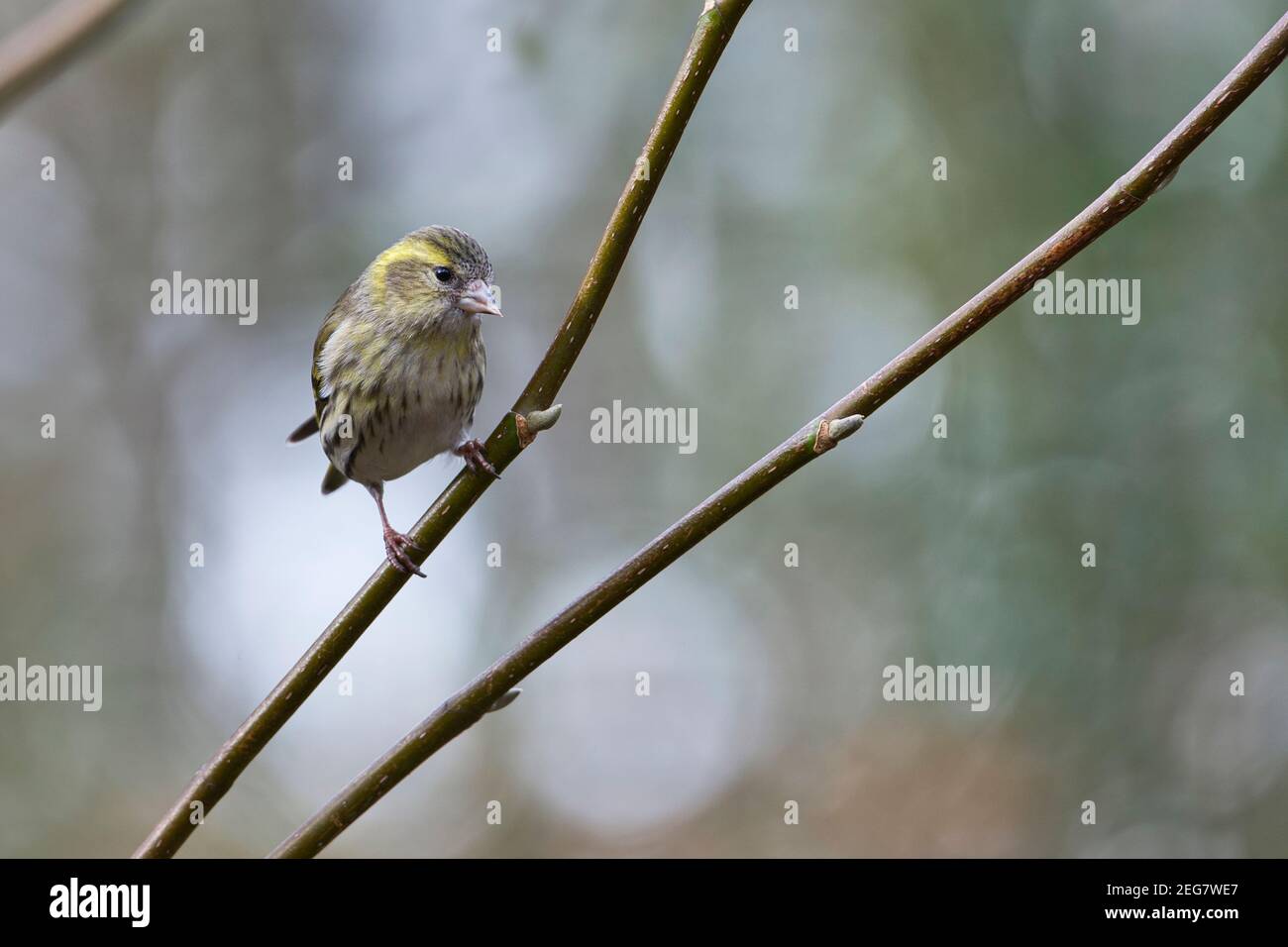 Eurasian siskin (Carduelis spinus) perched in a small tree in a garden Stock Photo