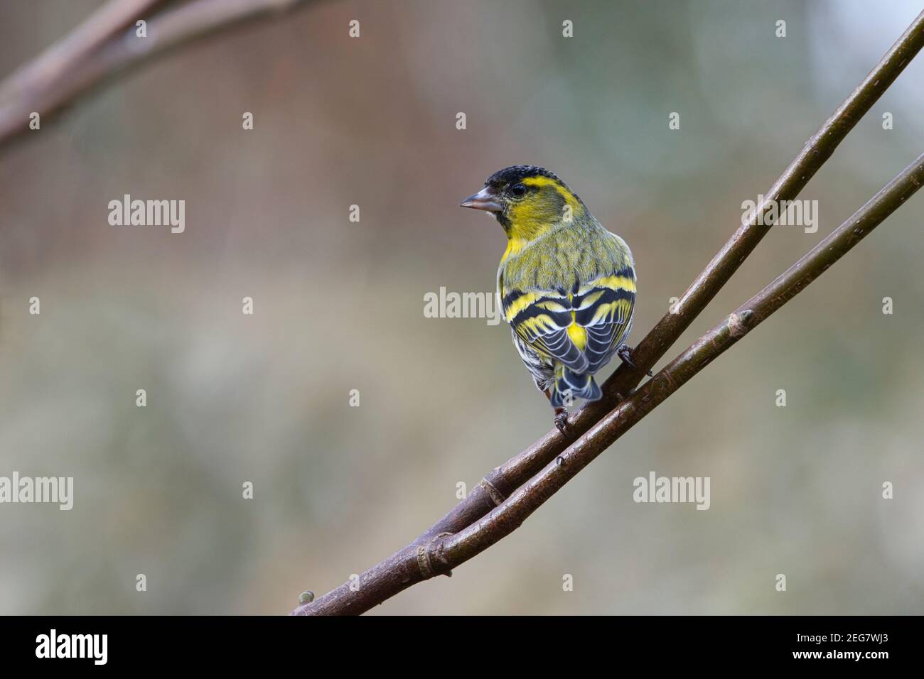 Adult male Eurasian siskin (Carduelis spinus) perched in a tree in a garden Stock Photo