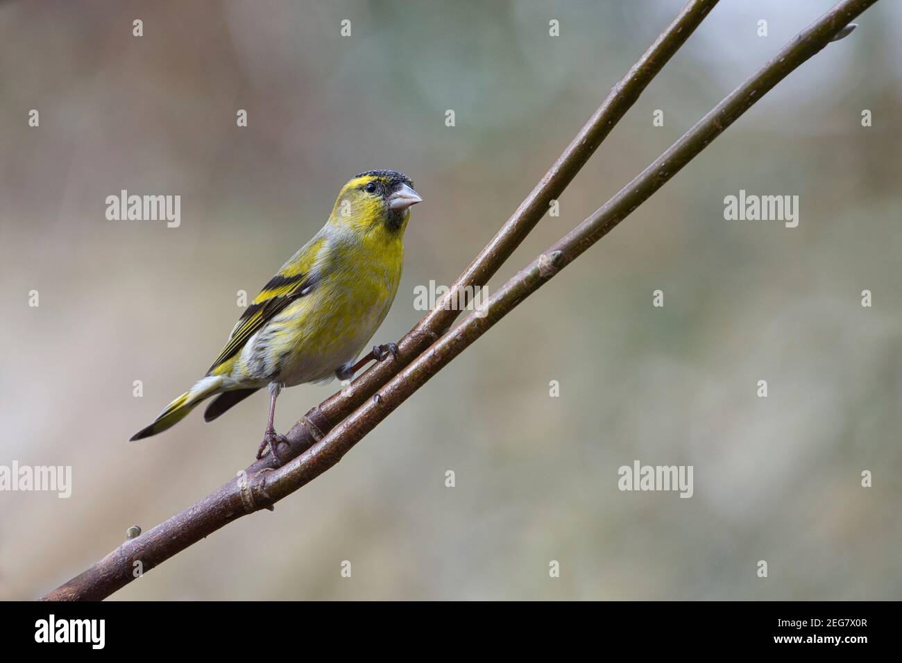 Adult male Eurasian siskin (Carduelis spinus) perched in a tree in a garden Stock Photo
