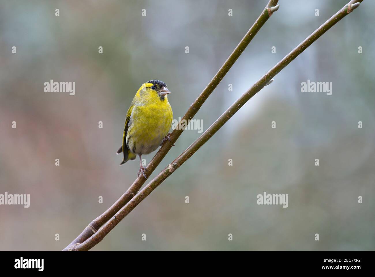 Adult male Eurasian siskin (Carduelis spinus) perched in a tree in a garden Stock Photo